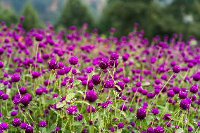 People Harvesting Globe Amaranth For Tihar Garlands In Kathmandu, Nepal