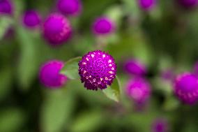 People Harvesting Globe Amaranth For Tihar Garlands In Kathmandu, Nepal