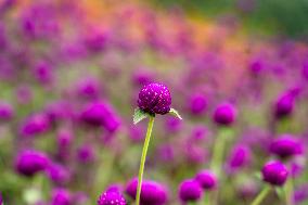 People Harvesting Globe Amaranth For Tihar Garlands In Kathmandu, Nepal