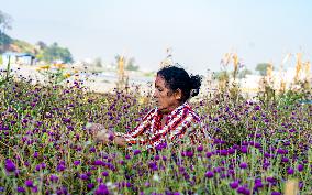 People Harvesting Globe Amaranth For Tihar Garlands In Kathmandu, Nepal