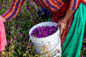 People Harvesting Globe Amaranth For Tihar Garlands In Kathmandu, Nepal