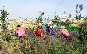 People Harvesting Globe Amaranth For Tihar Garlands In Kathmandu, Nepal