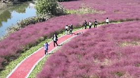 Pink Grass Tour in Lianyungang