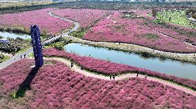 Pink Grass Tour in Lianyungang