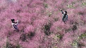 Pink Grass Tour in Lianyungang