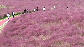 Pink Grass Tour in Lianyungang