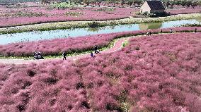 Pink Grass Tour in Lianyungang