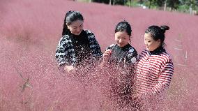 Pink Grass Tour in Lianyungang