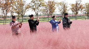 Pink Grass Tour in Lianyungang