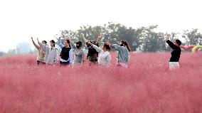 Pink Grass Tour in Lianyungang