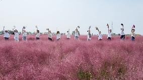 Pink Grass Tour in Lianyungang