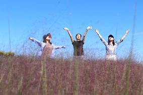 Pink Grass Tour in Lianyungang