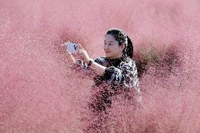 Pink Grass Tour in Lianyungang