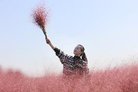 Pink Grass Tour in Lianyungang