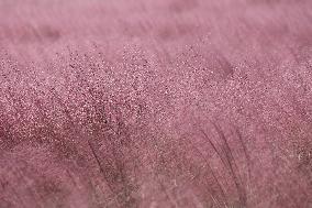 Pink Grass Tour in Lianyungang