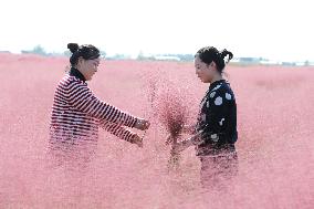 Pink Grass Tour in Lianyungang