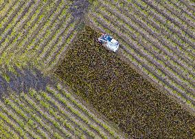 Rice Harvest in Huai'an