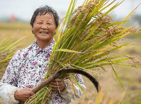 Rice Harvest in Huai'an