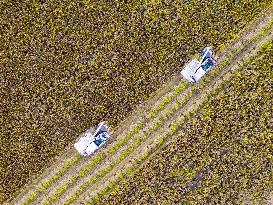 Rice Harvest in Huai'an