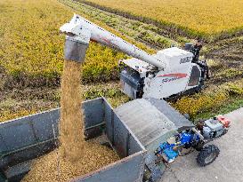 Rice Harvest in Huai'an