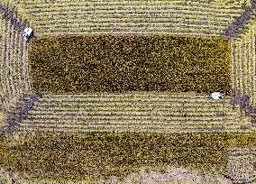 Rice Harvest in Huai'an