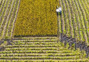 Rice Harvest in Huai'an