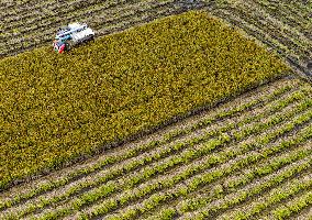 Rice Harvest in Huai'an