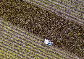 Rice Harvest in Huai'an