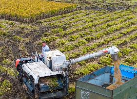 Rice Harvest in Huai'an