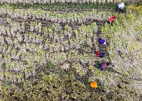 Rice Harvest in Huai'an