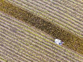 Rice Harvest in Huai'an