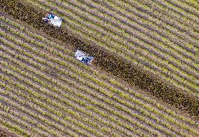 Rice Harvest in Huai'an