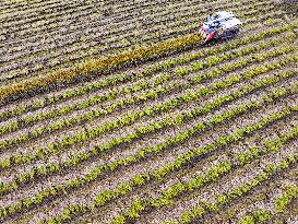 Rice Harvest in Huai'an