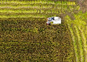 Rice Harvest in Huai'an