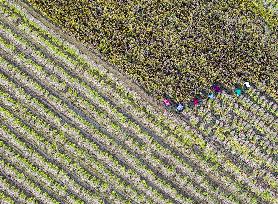 Rice Harvest in Huai'an