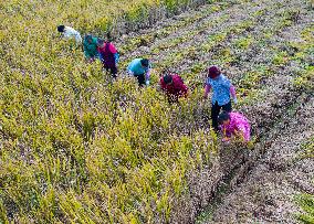 Rice Harvest in Huai'an