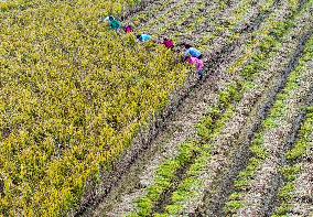 Rice Harvest in Huai'an