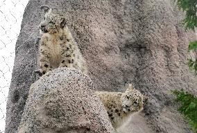 A Five-Month-Old Snow Leopard Cub Iat Toronto Zoo - Toronto