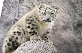 A Five-Month-Old Snow Leopard Cub Iat Toronto Zoo - Toronto