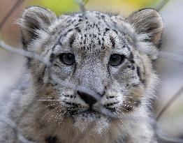 A Five-Month-Old Snow Leopard Cub Iat Toronto Zoo - Toronto