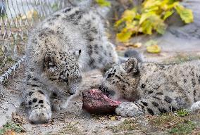 A Five-Month-Old Snow Leopard Cub Iat Toronto Zoo - Toronto