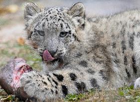 A Five-Month-Old Snow Leopard Cub Iat Toronto Zoo - Toronto