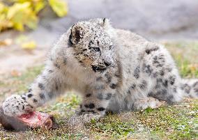 A Five-Month-Old Snow Leopard Cub Iat Toronto Zoo - Toronto