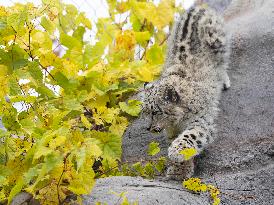 A Five-Month-Old Snow Leopard Cub Iat Toronto Zoo - Toronto