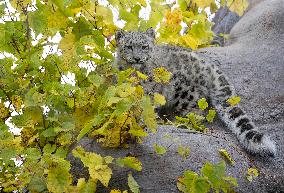 A Five-Month-Old Snow Leopard Cub Iat Toronto Zoo - Toronto