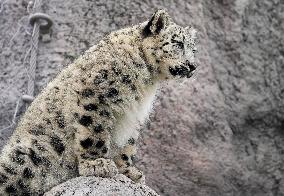 A Five-Month-Old Snow Leopard Cub Iat Toronto Zoo - Toronto