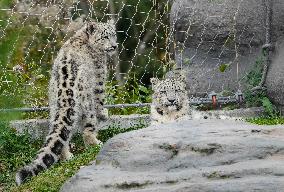 A Five-Month-Old Snow Leopard Cub Iat Toronto Zoo - Toronto