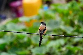 Birds In Kathmandu