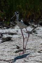 Black Necked Stilt