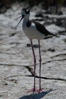 Black Necked Stilt